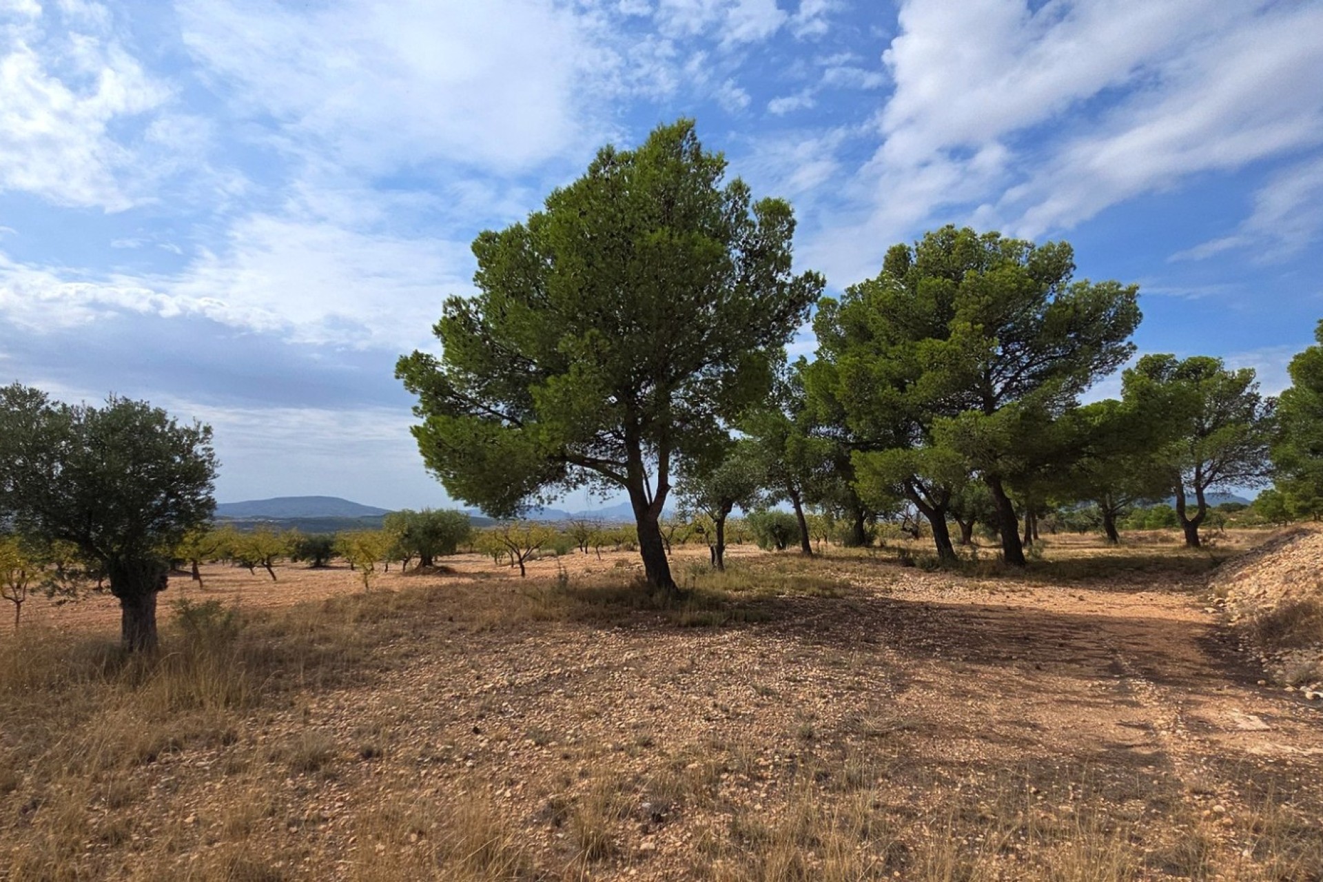Resale - Plot / Land - Pinoso