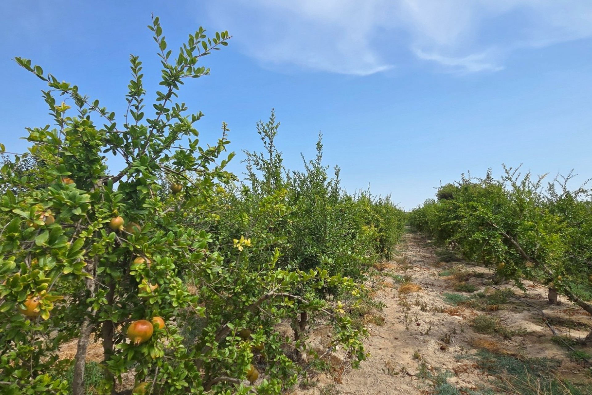 Resale - Plot / Land - San Isidro