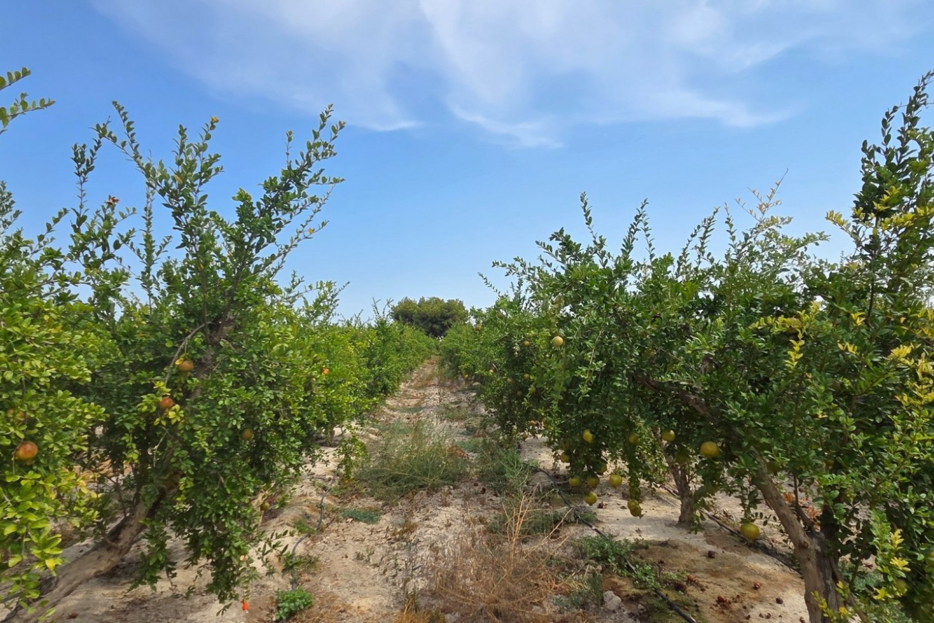 Resale - Plot / Land - San Isidro