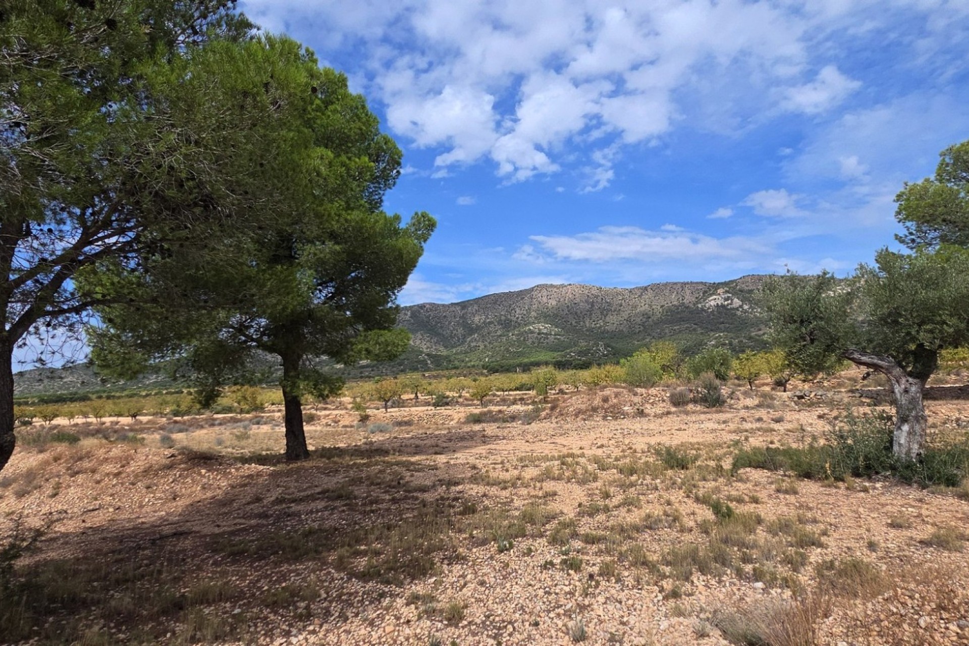 Reventa - Parcela / Terreno - Pinoso