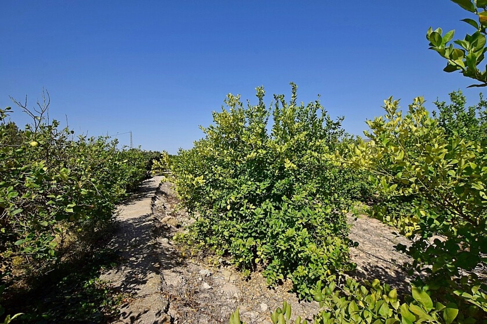 Revente - Villa - Albatera