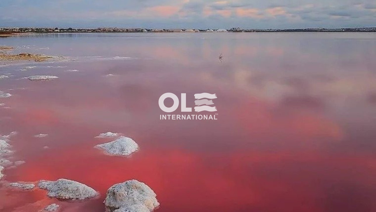 Новое здание - Бунгало - Torrevieja - Lago Jardín II
