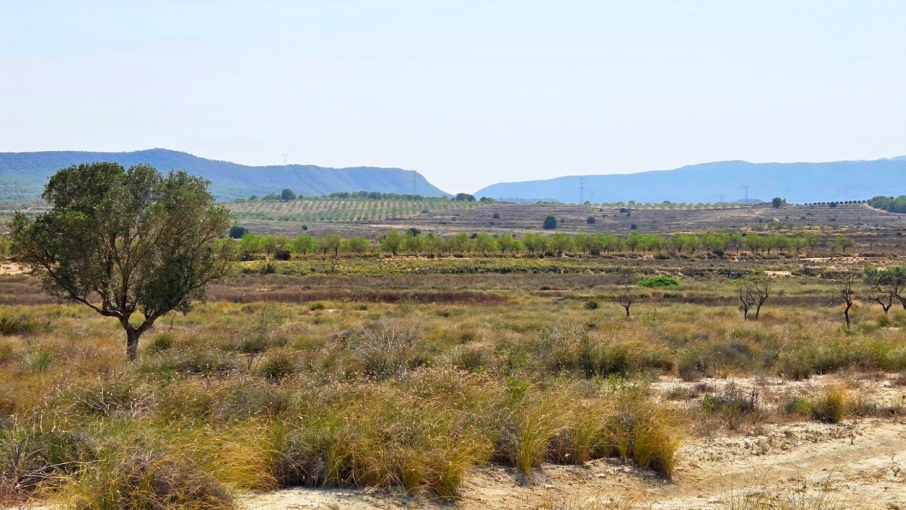 Resale - Plot / Land - San Miguel de Salinas