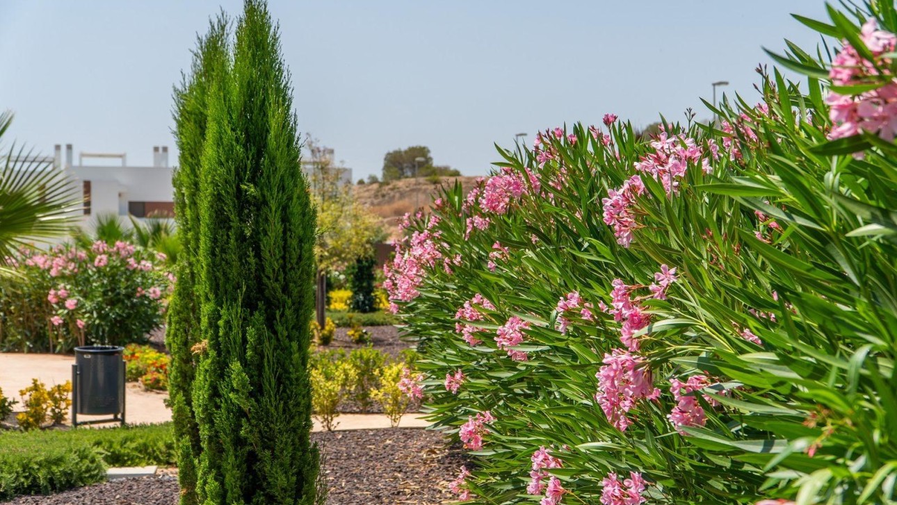 Obra nueva - Apartment - Orihuela Costa - Vistabella Golf