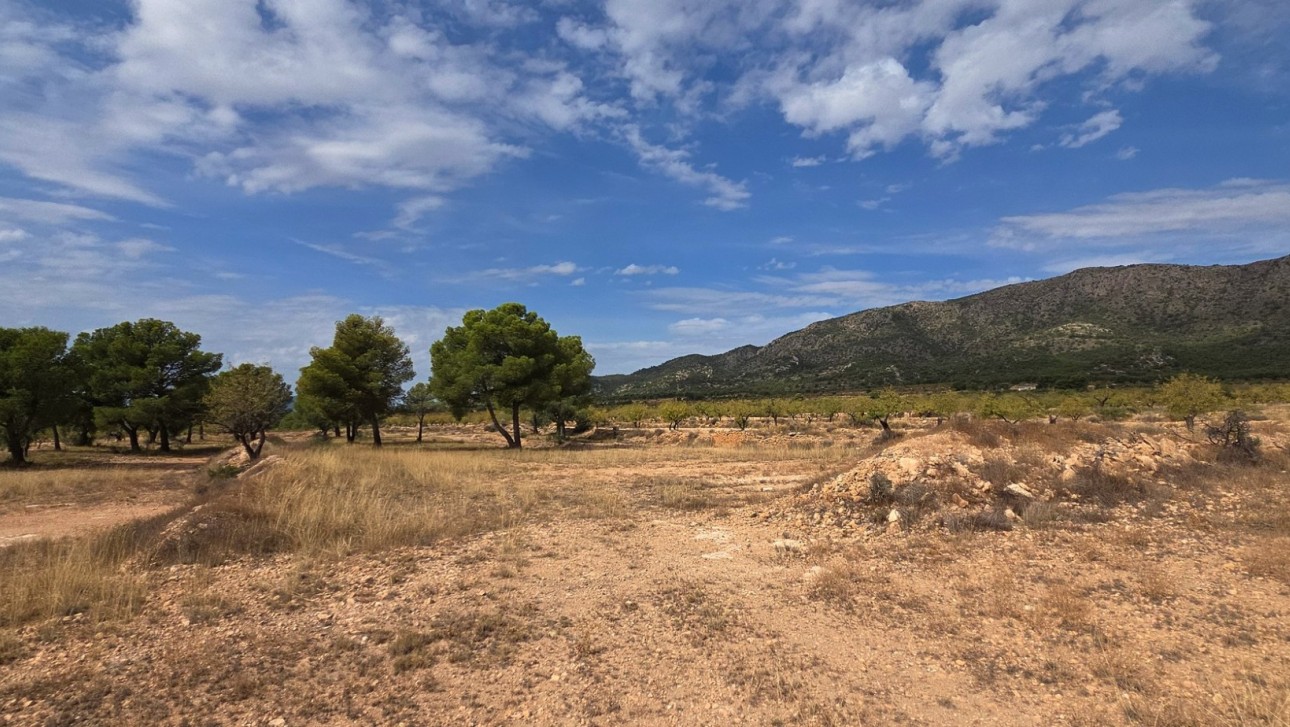 Resale - Plot / Land - Pinoso