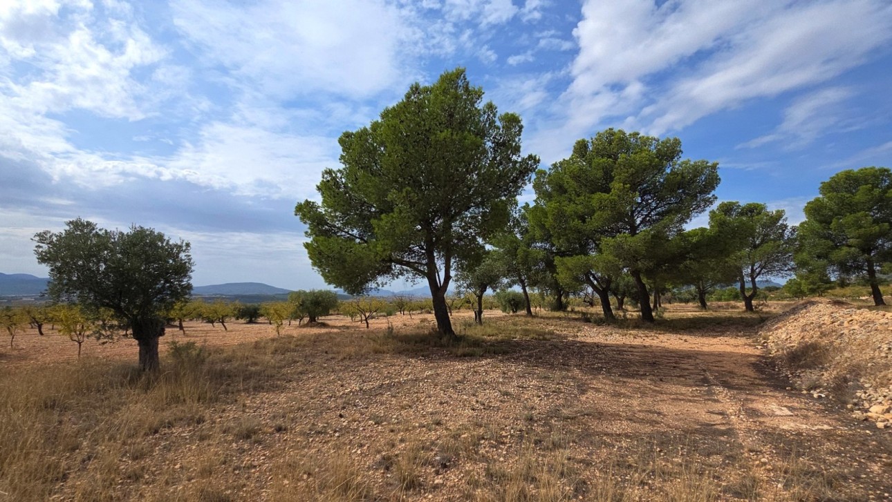 Resale - Plot / Land - Pinoso