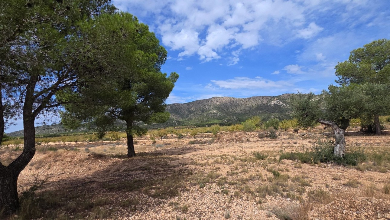 Resale - Plot / Land - Pinoso